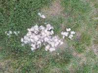 Hundeauslaufgebiet-Linden-Nord-Bild