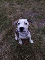 Hundeauslaufgebiet-Linden-Nord-Bild