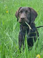 Magen Darmprobleme-Beitrag-Bild