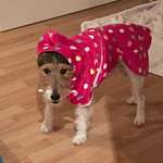 Ersteller:in Lupo Profilbild