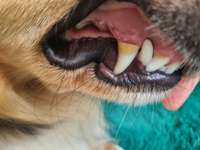 Zahnstein mit der EmmiPet entfernen-Beitrag-Bild
