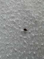 OMG! Läuse oder Haarlinge!?-Beitrag-Bild