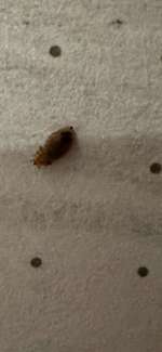 OMG! Läuse oder Haarlinge!?-Beitrag-Bild