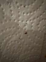 OMG! Läuse oder Haarlinge!?-Beitrag-Bild