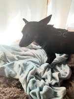 Inkontinenz bei Rüden,suche Windeln fürs grosse Geschäft-Beitrag-Bild