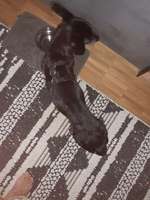 Inkontinenz bei Rüden,suche Windeln fürs grosse Geschäft-Beitrag-Bild