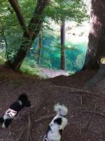 Hundeauslaufgebiet-Pösinger Au - Waldgebiet am Lech-Bild