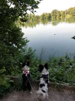 Hundeauslaufgebiet-Pösinger Au - Waldgebiet am Lech-Bild