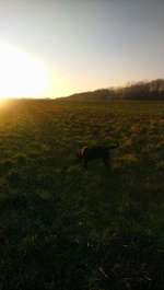 Hundeauslaufgebiet-Arkenberge-Bild