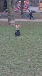 Hundeauslaufgebiet-Nippeser Tälchen/Niehler Kirchweg-Bild