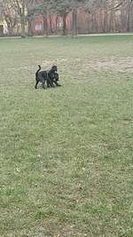 Hundeauslaufgebiet-Nippeser Tälchen/Niehler Kirchweg-Bild