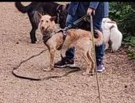 Suchmeldung-Milli-Bild