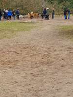 Hundeauslaufgebiet-Steller Heide-Bild