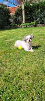 Urlaub in Großbritannien mit Senior-Hund-Beitrag-Bild