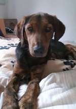 Eingezäunte Wiese-Beitrag-Bild