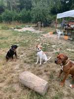 Hundeauslaufgebiet-Wellritztal-Bild