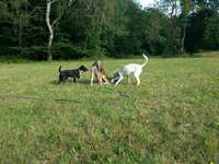 Hundeauslaufgebiet-Wellritztal-Bild