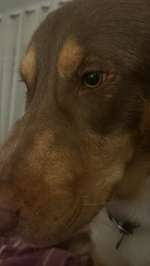 Dicke Schnauze-Beitrag-Bild