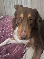 Dicke Schnauze-Beitrag-Bild