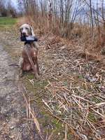 Hundeauslaufgebiet-Hundestrand am Guggi-Bild