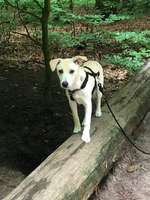 Hundeauslaufgebiet-Meyerspark-Bild