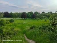 Hundeauslaufgebiet-Dorneburger Park-Bild