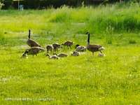 Hundeauslaufgebiet-Dorneburger Park-Bild