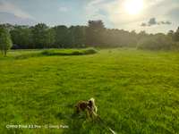 Hundeauslaufgebiet-Dorneburger Park-Bild