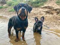 Hundeauslaufgebiet-Theodor-Heuss-Brücke-Bild