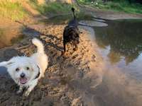 Hundeauslaufgebiet-Theodor-Heuss-Brücke-Bild