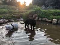 Hundeauslaufgebiet-Theodor-Heuss-Brücke-Bild