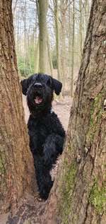 HUNDEBETREUUNG IN DEN Heebstferien-Beitrag-Bild