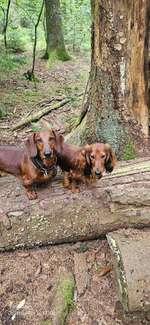 Hundeauslaufgebiet-Wahlstedt/ Glashütte-Bild