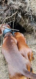 Hundeauslaufgebiet-Wahlstedt/ Glashütte-Bild