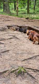 Hundeauslaufgebiet-Wahlstedt/ Glashütte-Bild