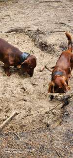 Hundeauslaufgebiet-Wahlstedt/ Glashütte-Bild