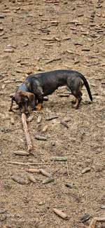 Hundeauslaufgebiet-Wahlstedt/ Glashütte-Bild