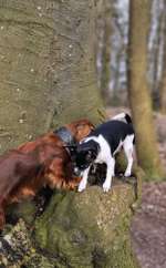 Hundeauslaufgebiet-Rundgang Bordesholmer See-Bild