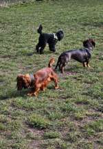 Hundeauslaufgebiet-Flintbeker Pfoten-Bild