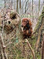 Hundeauslaufgebiet-Wittorfer Burg-Bild