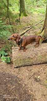 Hundeauslaufgebiet-Wahlstedt/ Glashütte-Bild