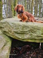 Hundeauslaufgebiet-Rundgang Bordesholmer See-Bild