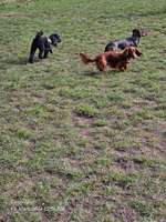 Hundeauslaufgebiet-Flintbeker Pfoten-Bild
