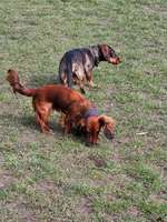 Hundeauslaufgebiet-Flintbeker Pfoten-Bild