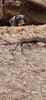 Hundeauslaufgebiet-Wahlstedt/ Glashütte-Bild