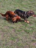 Hundeauslaufgebiet-Flintbeker Pfoten-Bild