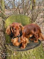 Hundeauslaufgebiet-Rundgang Bordesholmer See-Bild