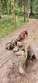 Hundeauslaufgebiet-Wahlstedt/ Glashütte-Bild