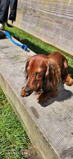 Hundeauslaufgebiet-Rundgang Bordesholmer See-Bild