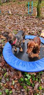 Hundeauslaufgebiet-Hundewald Boostedt-Bild